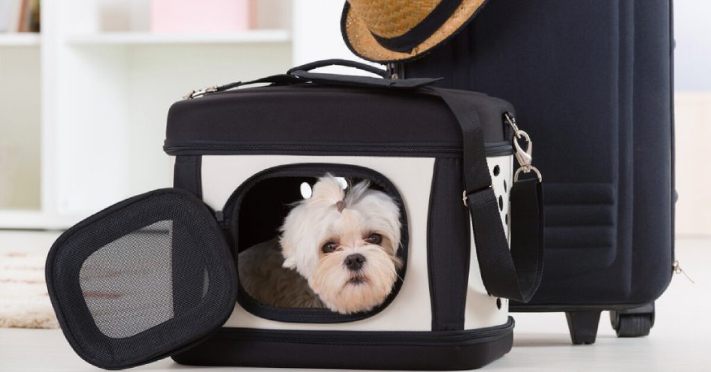 5 Tips for the Best PetBoarding Experience Lifestyle