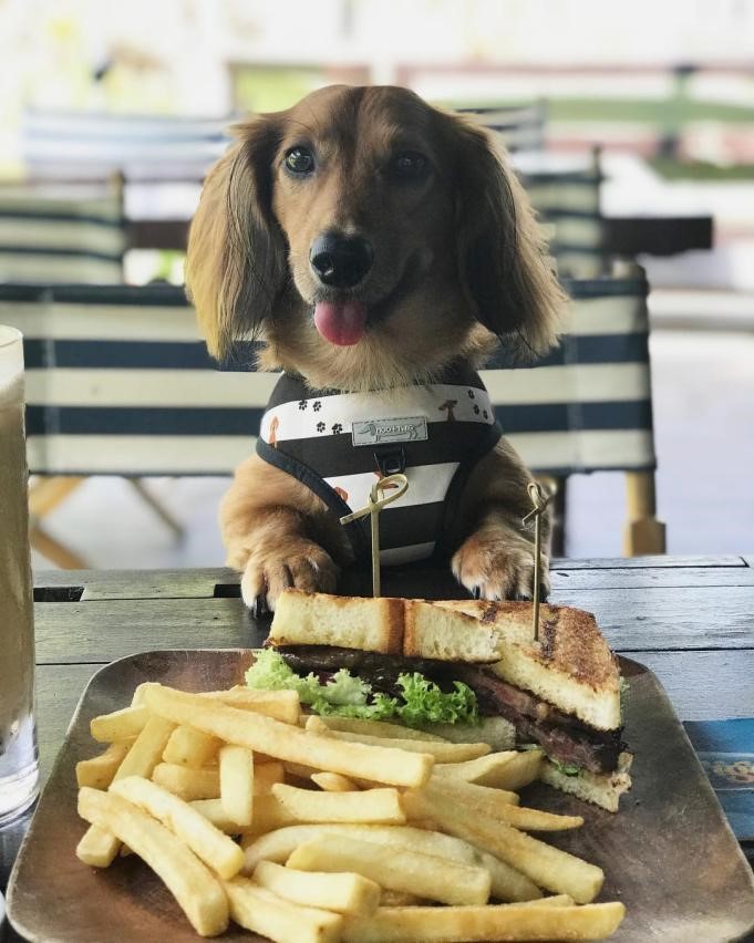 6 Pet-Friendly Cafes In Town 2019