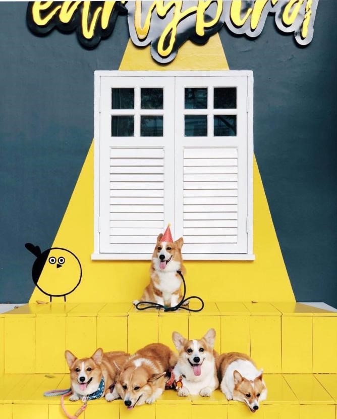 6 Pet-Friendly Cafes In Town 2019