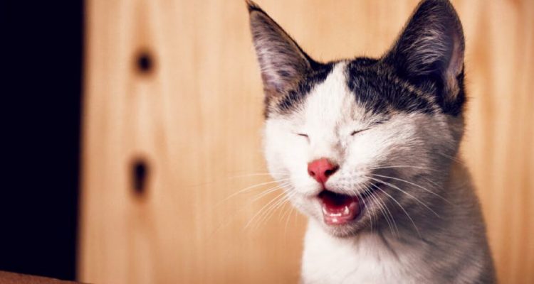 6 Cute Gifts for the Ultimate Cat Lover