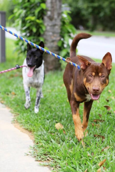 6 Local Dog Shelters to Adopt A Furkid From