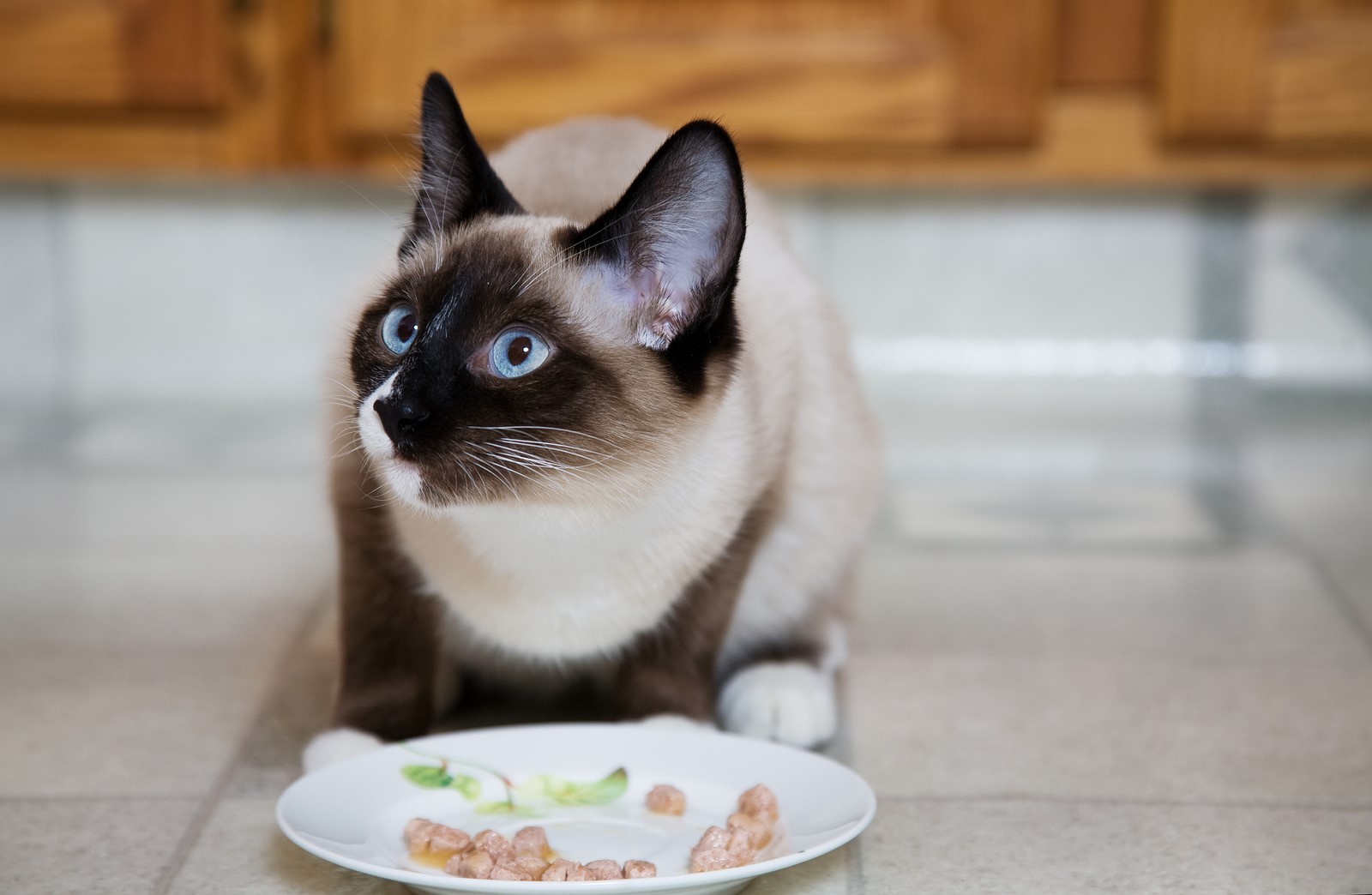 6 Secrets Only Cat Owners Know About Their Furry Friend