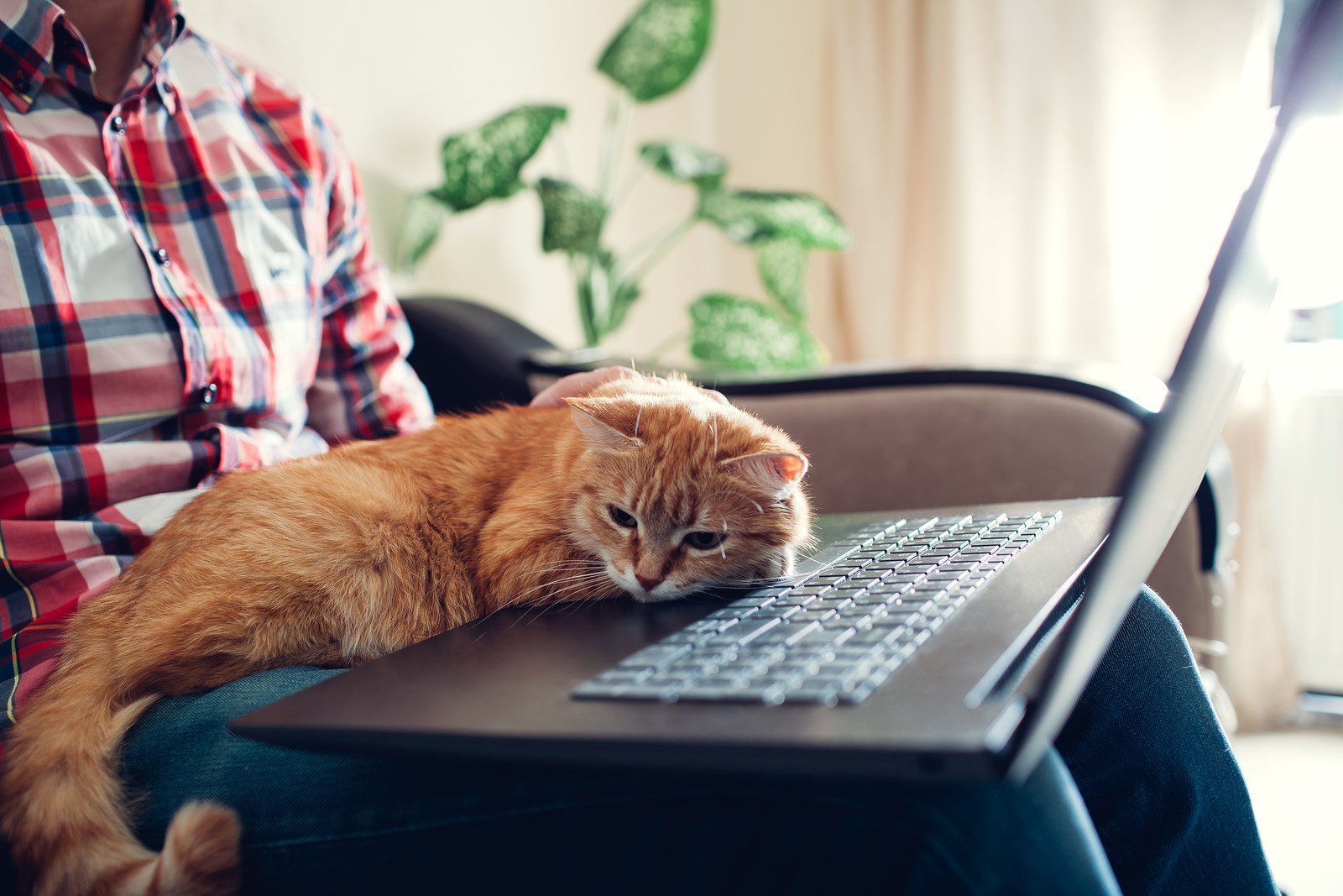 6 Secrets Only Cat Owners Know About Their Furry Friend