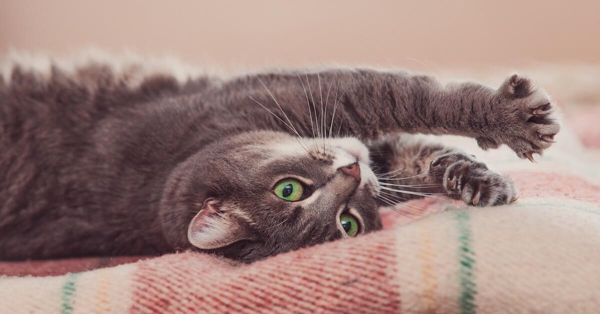 6 Secrets Only Cat Owners Know About Their Furry Friend