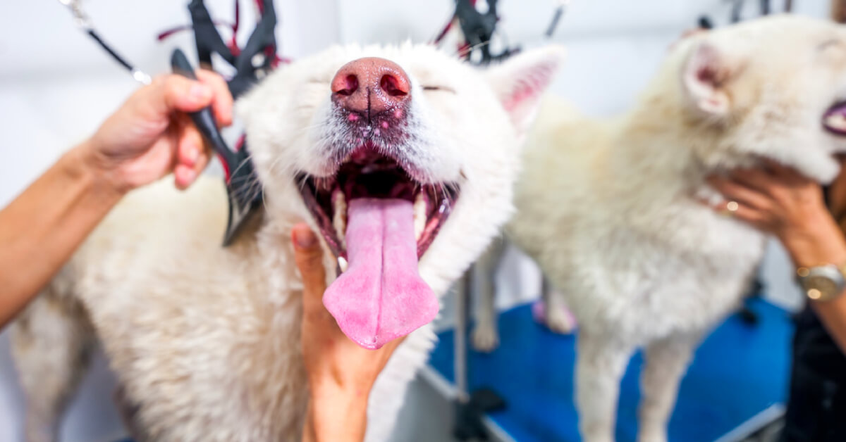 A Complete Guide to Pet Grooming at Home