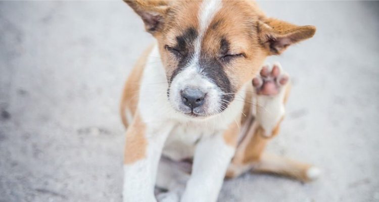 diy dog rash treatment