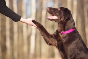 Etiquette: Non-Pet Owners to Pet Owners