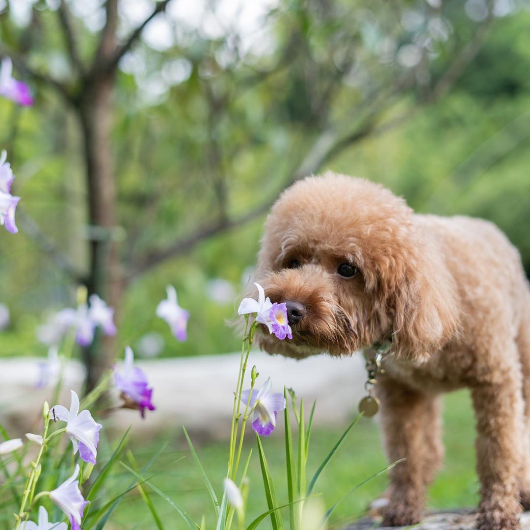 Get Free Pet Microchipping, Health Checkups & Pet-Friendly Fun at NParks’ Pets’ Day Out Event!