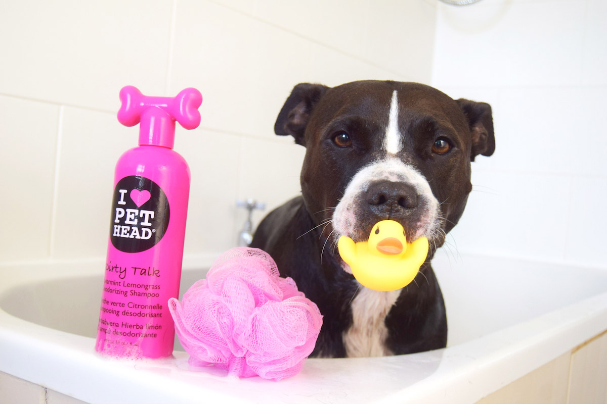 Pet Head Shampoo: The Pet Version of Your Favourite TIGI Bed Head Hair Products