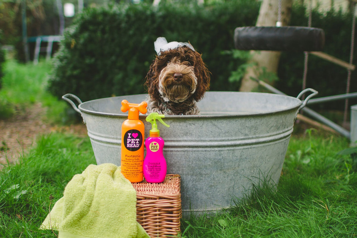 Pet Head Shampoo: The Pet Version of Your Favourite TIGI Bed Head Hair Products