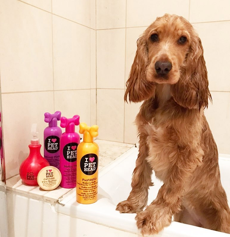 Pet Head Shampoo: The Pet Version of Your Favourite TIGI Bed Head Hair Products