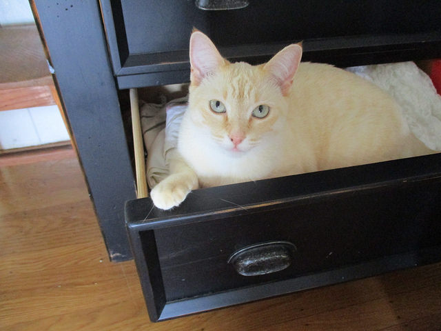 Pets At Home: 13 Home Decor Ideas To Make Your House Pet-Friendly