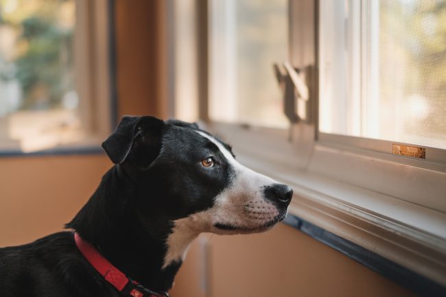 Pets At Home: 13 Home Decor Ideas To Make Your House Pet-Friendly