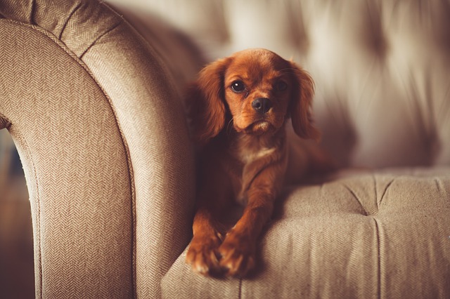 Pets At Home: 13 Home Decor Ideas To Make Your House Pet-Friendly