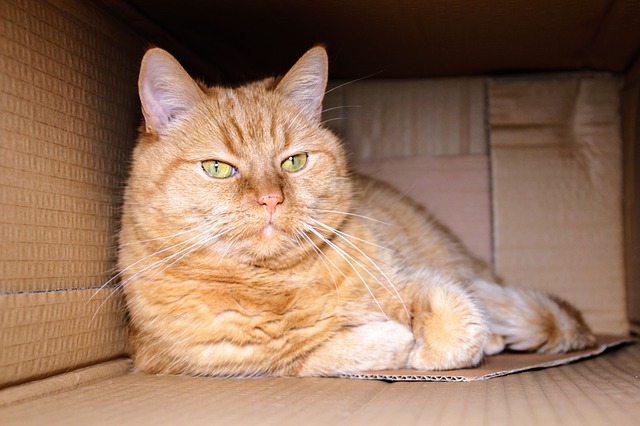 Pets At Home: 13 Home Decor Ideas To Make Your House Pet-Friendly