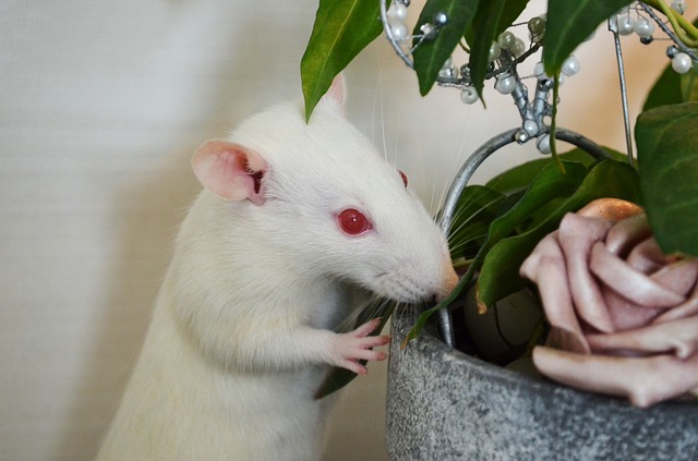 Pets At Home: 13 Home Decor Ideas To Make Your House Pet-Friendly