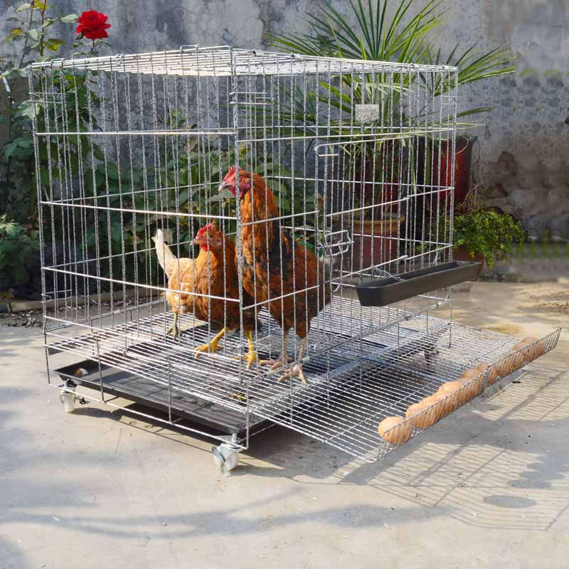 All You Need to Know About Rearing Chicken in Singapore