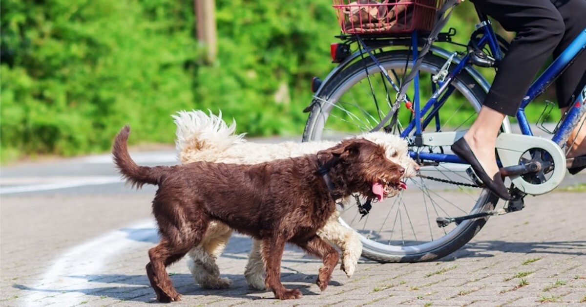 Bike Buddies: A Guide To Cycling With Pets