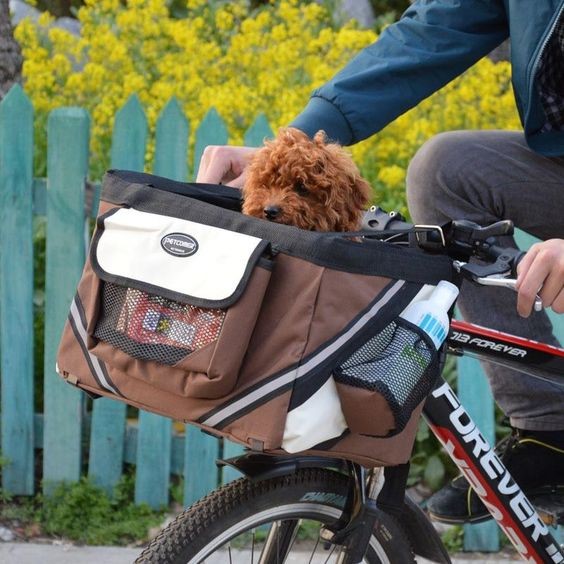 Bike Buddies: A Guide To Cycling With Pets