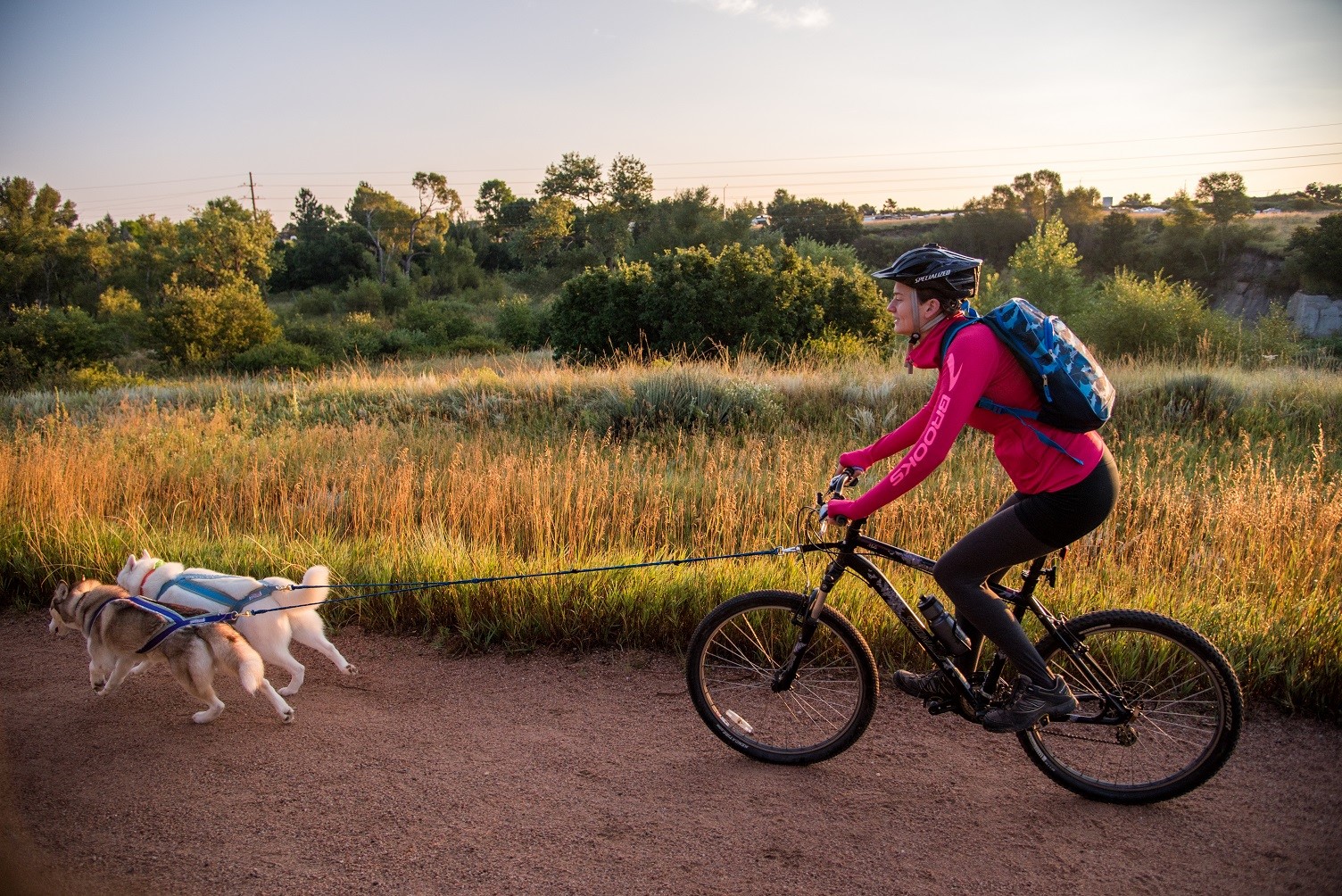 Bike Buddies: A Guide To Cycling With Pets