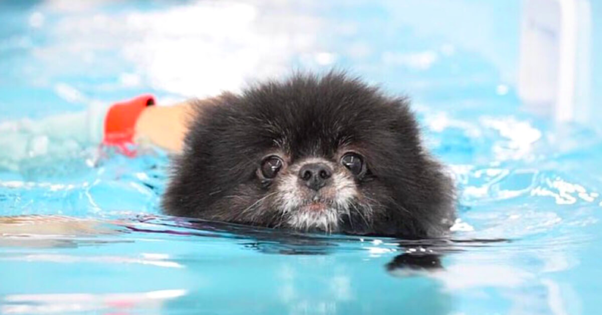 Canine Hydrotherapy: What It Is and Why It’s Worth It