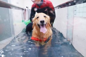 Canine Hydrotherapy: What It Is and Why It’s Worth It