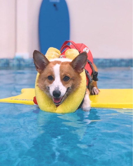 Canine Hydrotherapy: What It Is and Why It’s Worth It