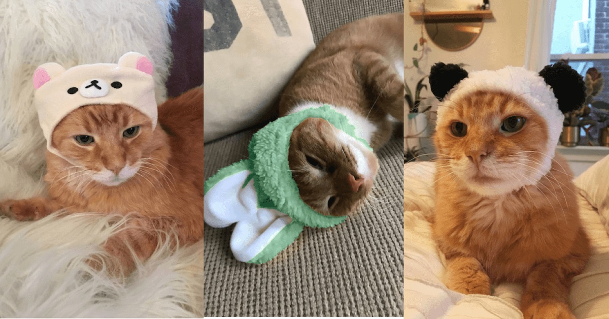 Cats in Caps: Urban Outfitters Launches its Feline Hat Collection
