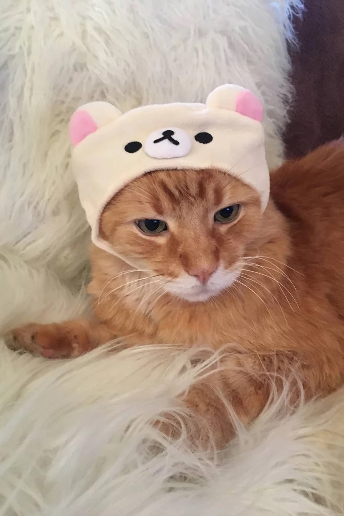 Cats in Caps: Urban Outfitters Launches its Feline Hat Collection