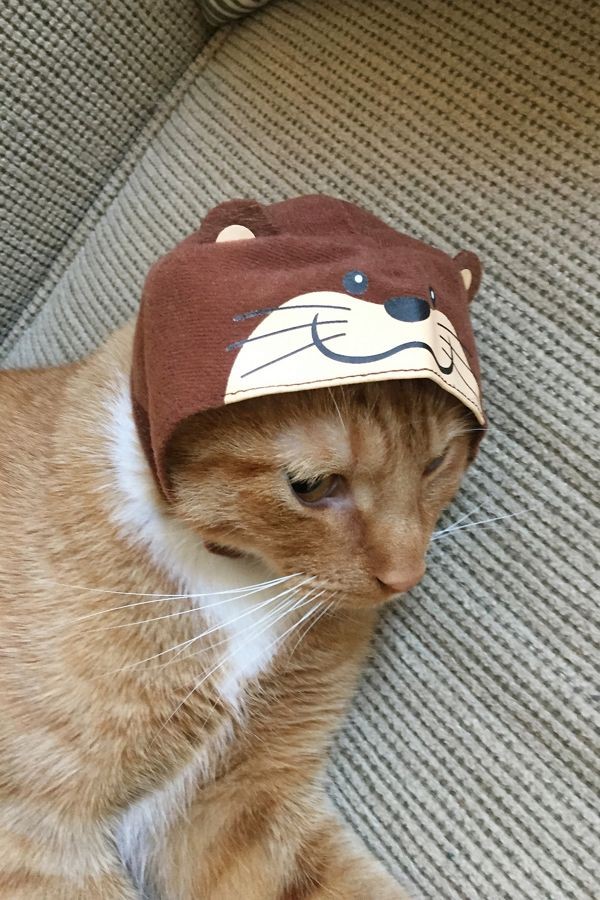 Cats in Caps: Urban Outfitters Launches its Feline Hat Collection