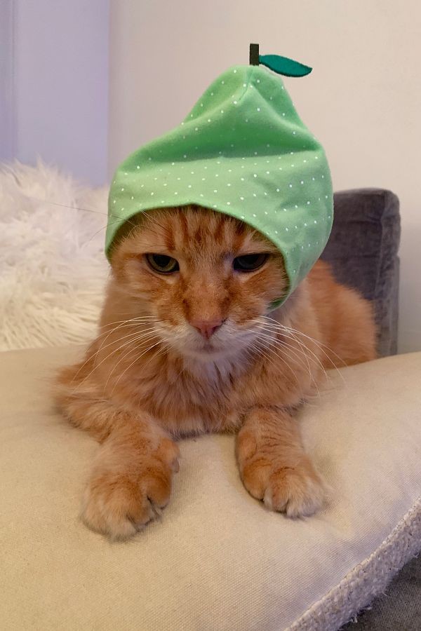 Cats in Caps: Urban Outfitters Launches its Feline Hat Collection