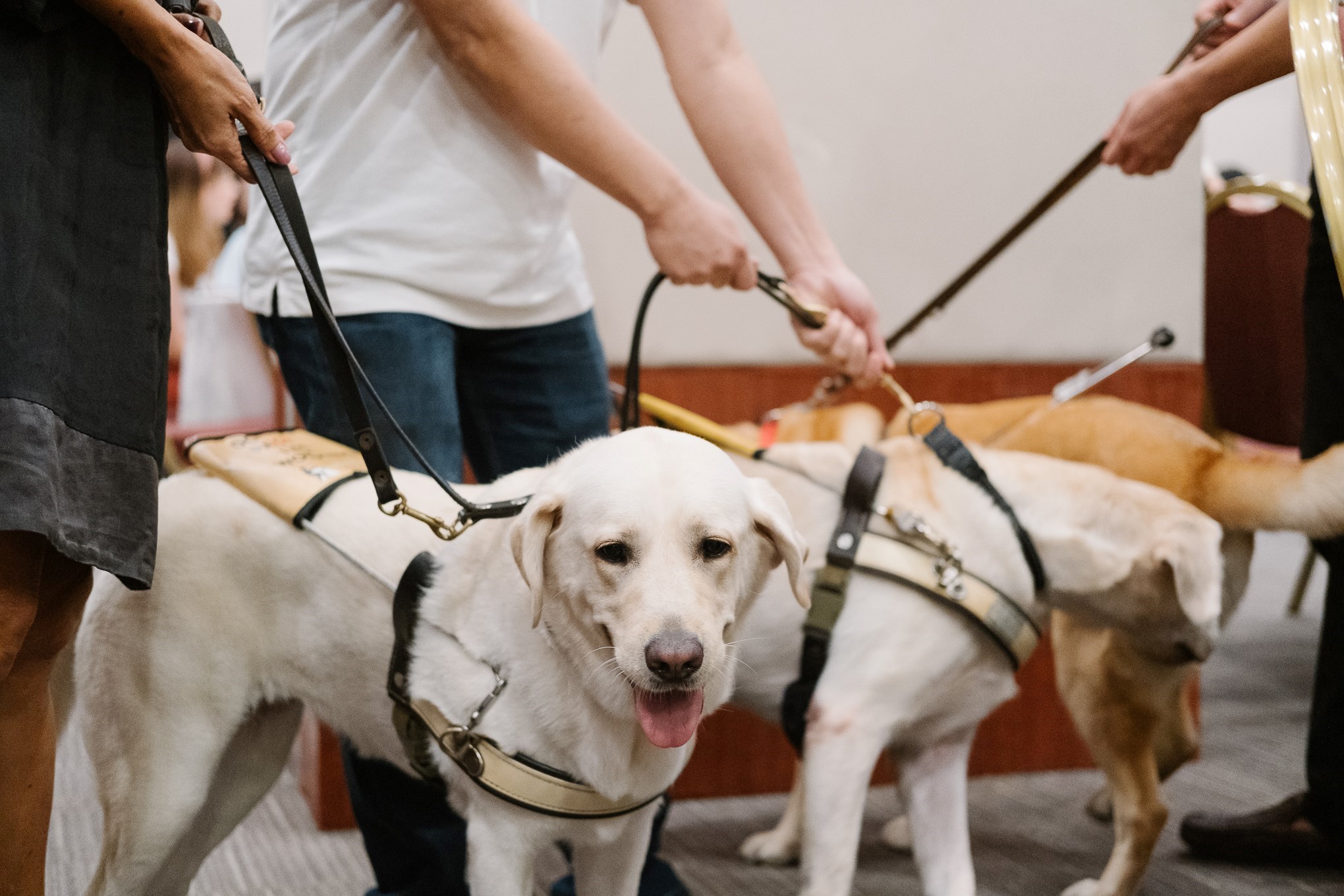 Celebrate International Guide Dog Day (IGDD) with Guide Dogs Singapore