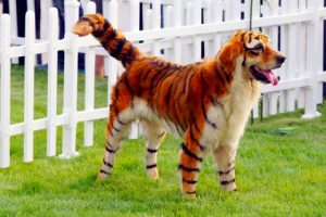 Colour Them Not: The Danger of Pet Dyes