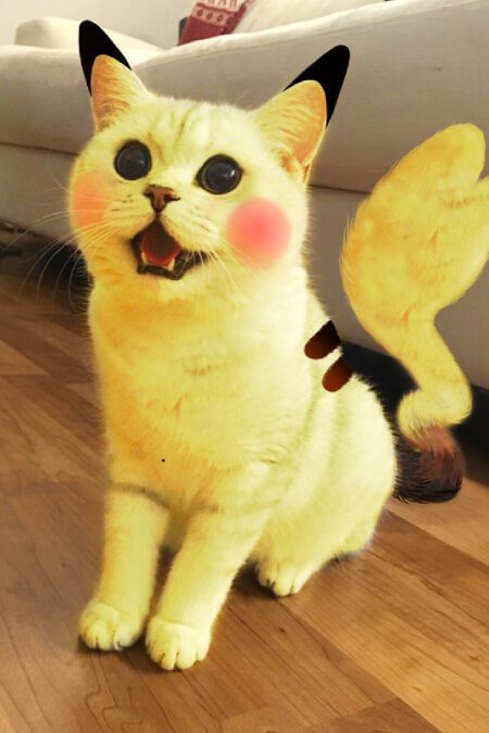 Colour Them Not: The Danger of Pet Dyes