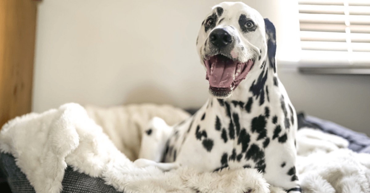 Does Your Pet Really Need Its Own Bed?