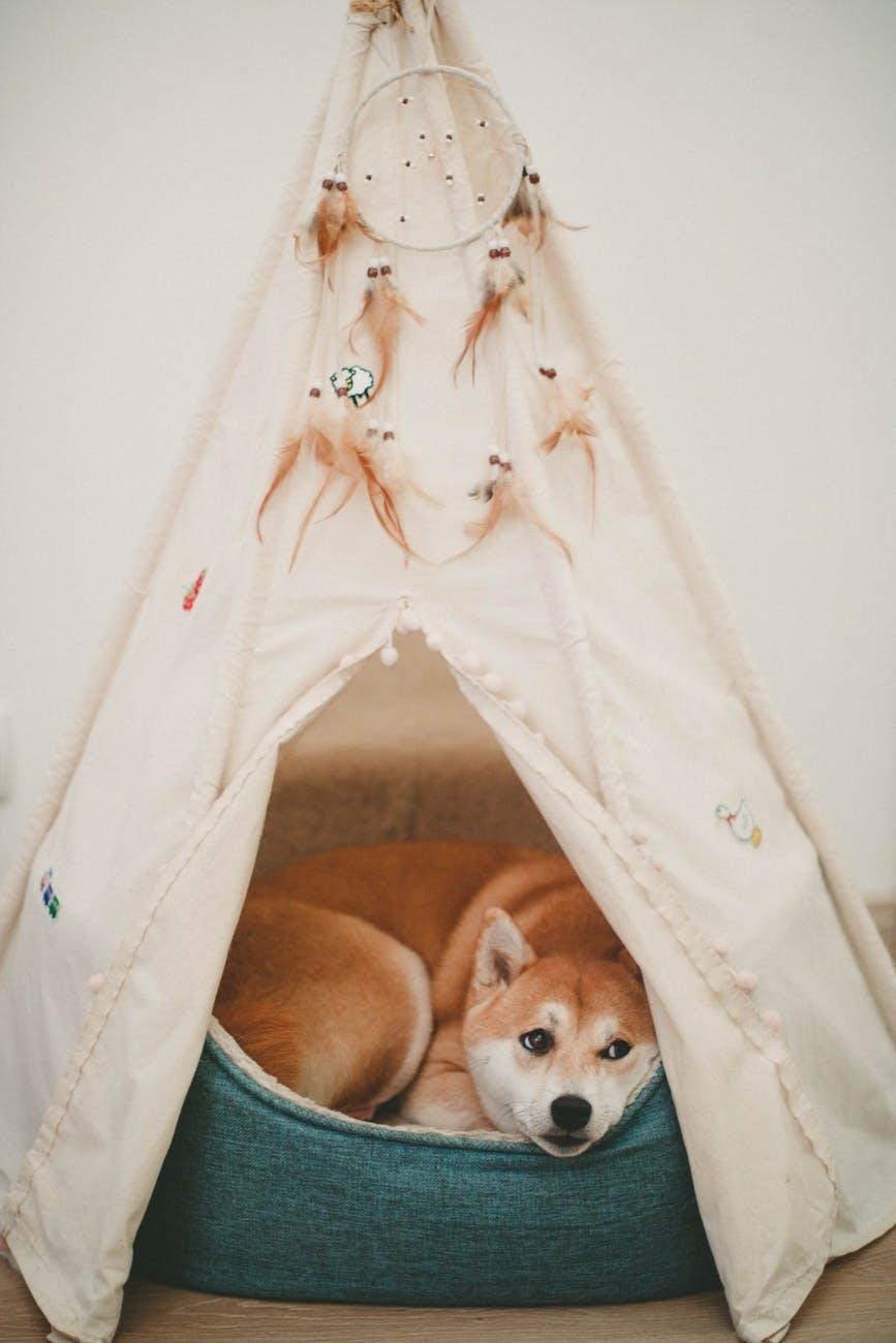 Does Your Pet Really Need Its Own Bed?