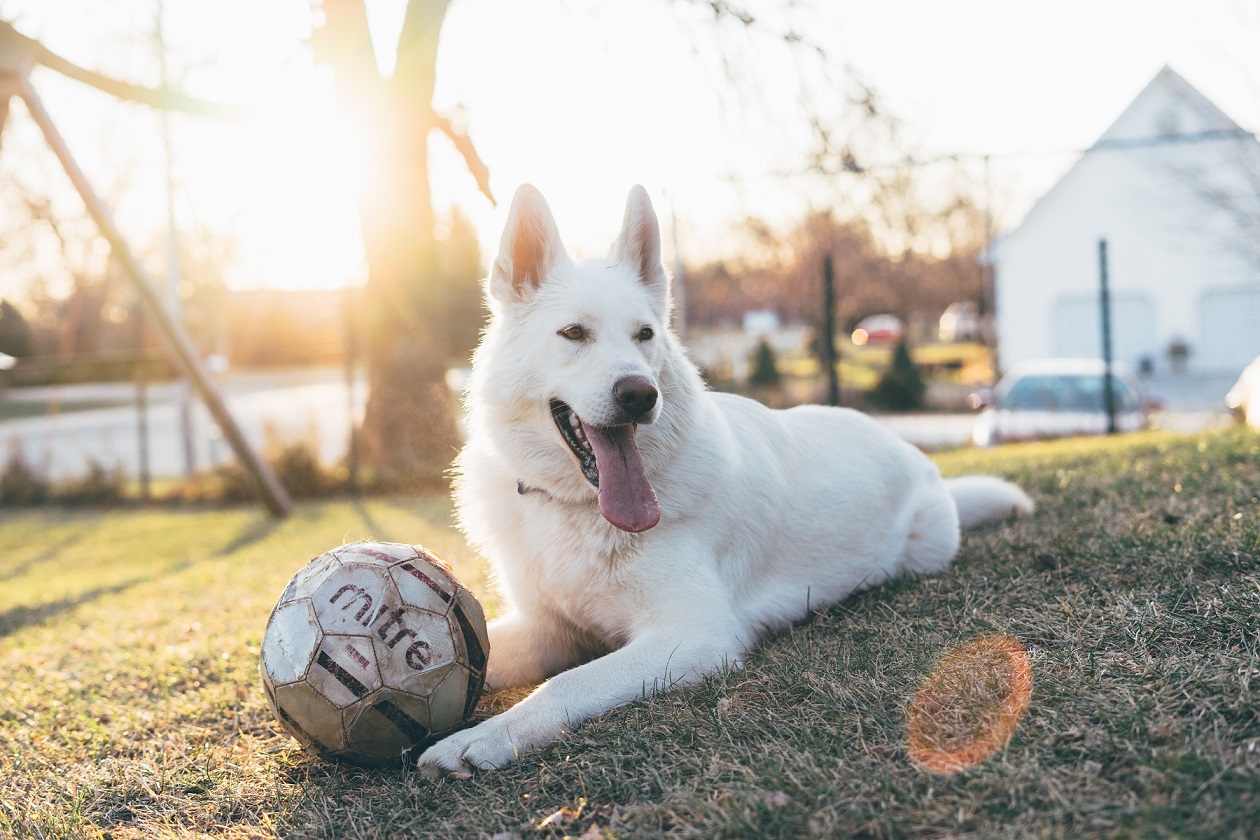 Does Your Pet Really Need Its Own Bed?