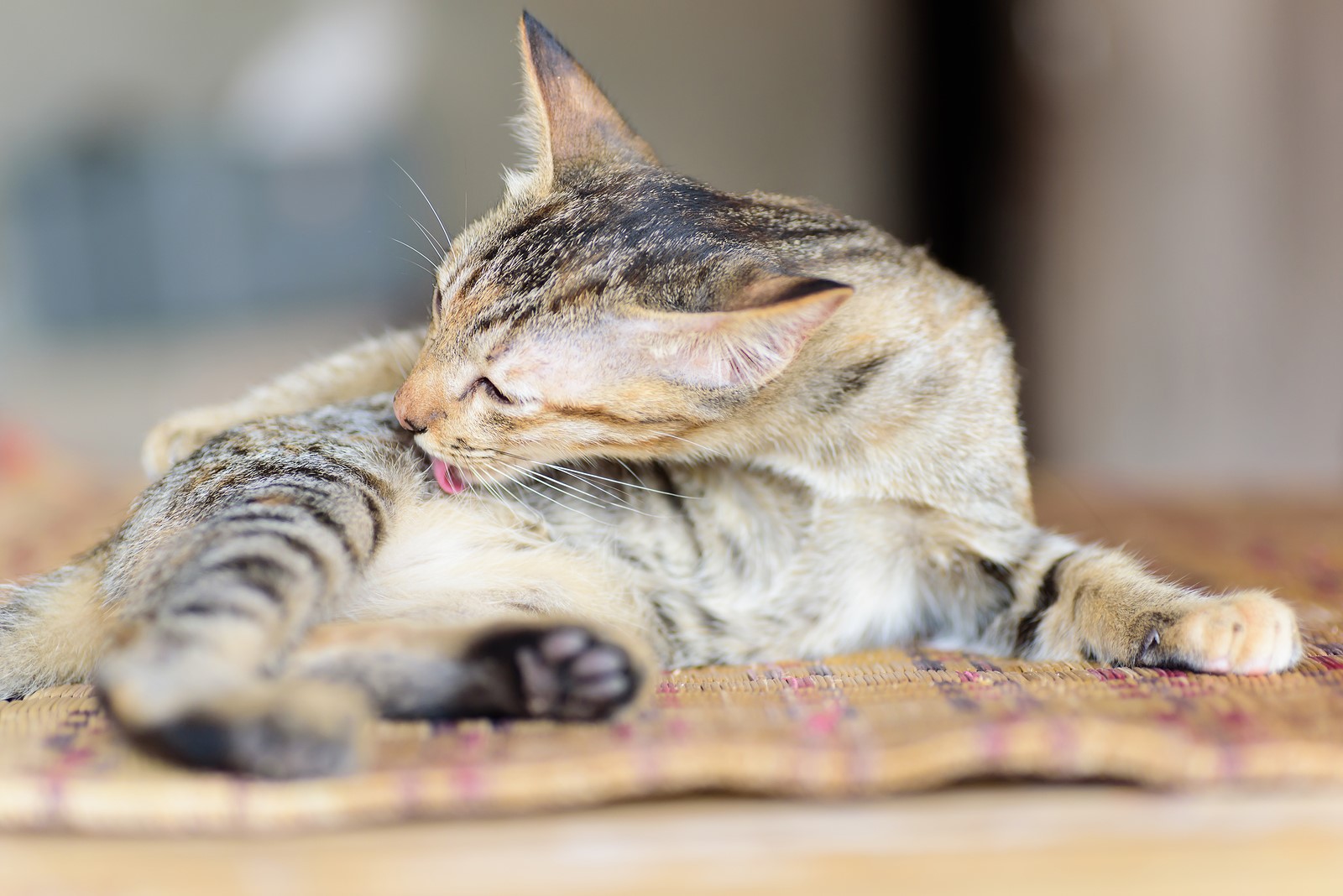 Does Your Pet Really Need Its Own Bed?