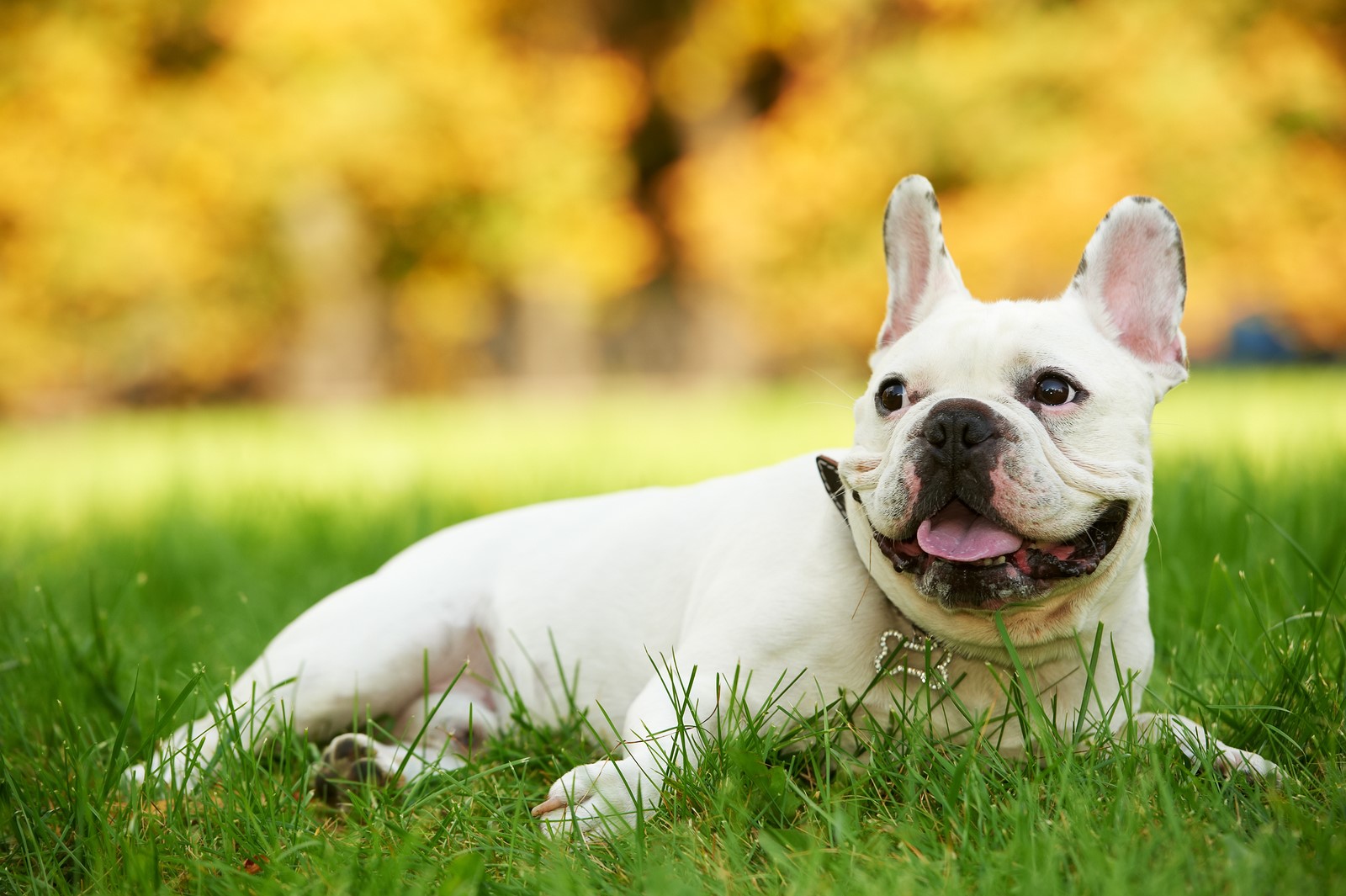 Dog Breeds 101: Things a Brachycephalic Breed Owner Needs to Know