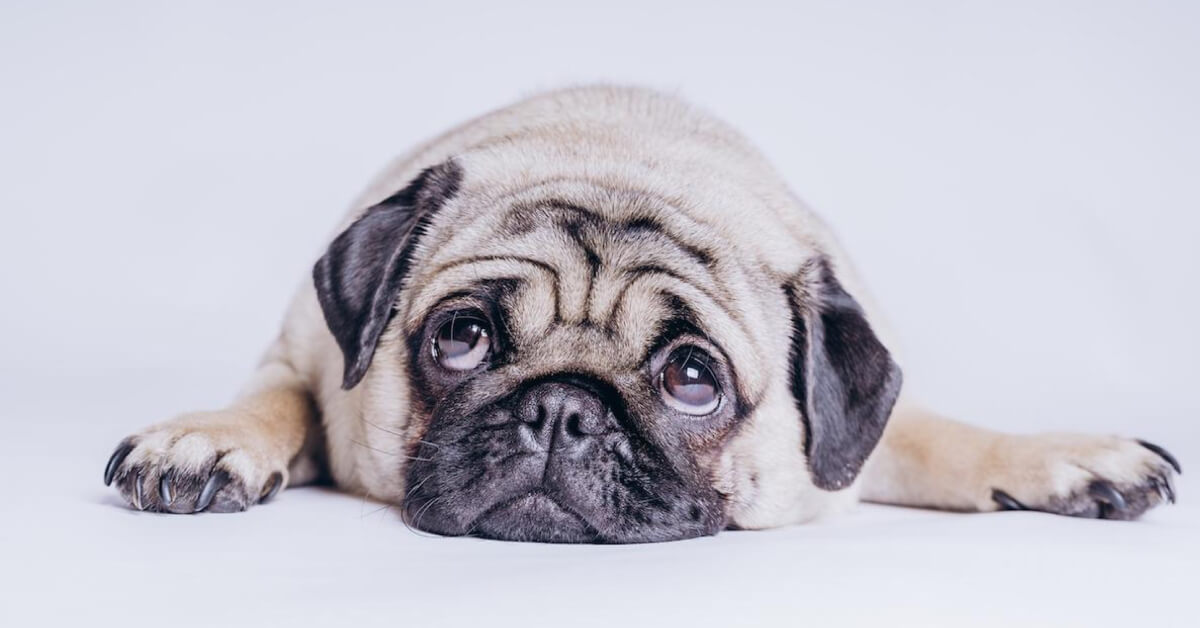 Dog Breeds 101: Things a Brachycephalic Breed Owner Needs to Know