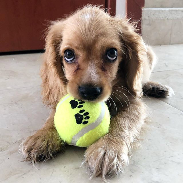 Dog Care 101: How to Calm a Dog in a Thunderstorm