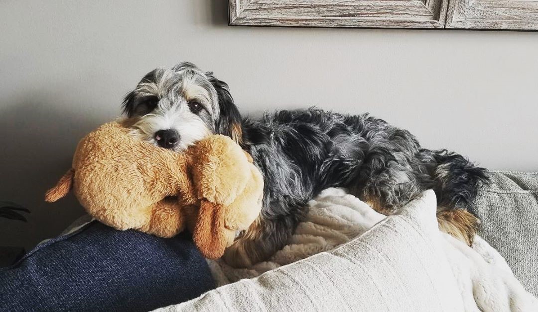 Dog Training 101 4 Impressive Tricks to Teach Your Furkid