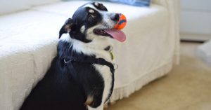 Dog Training 101: 4 Impressive Tricks to Teach Your Furkid