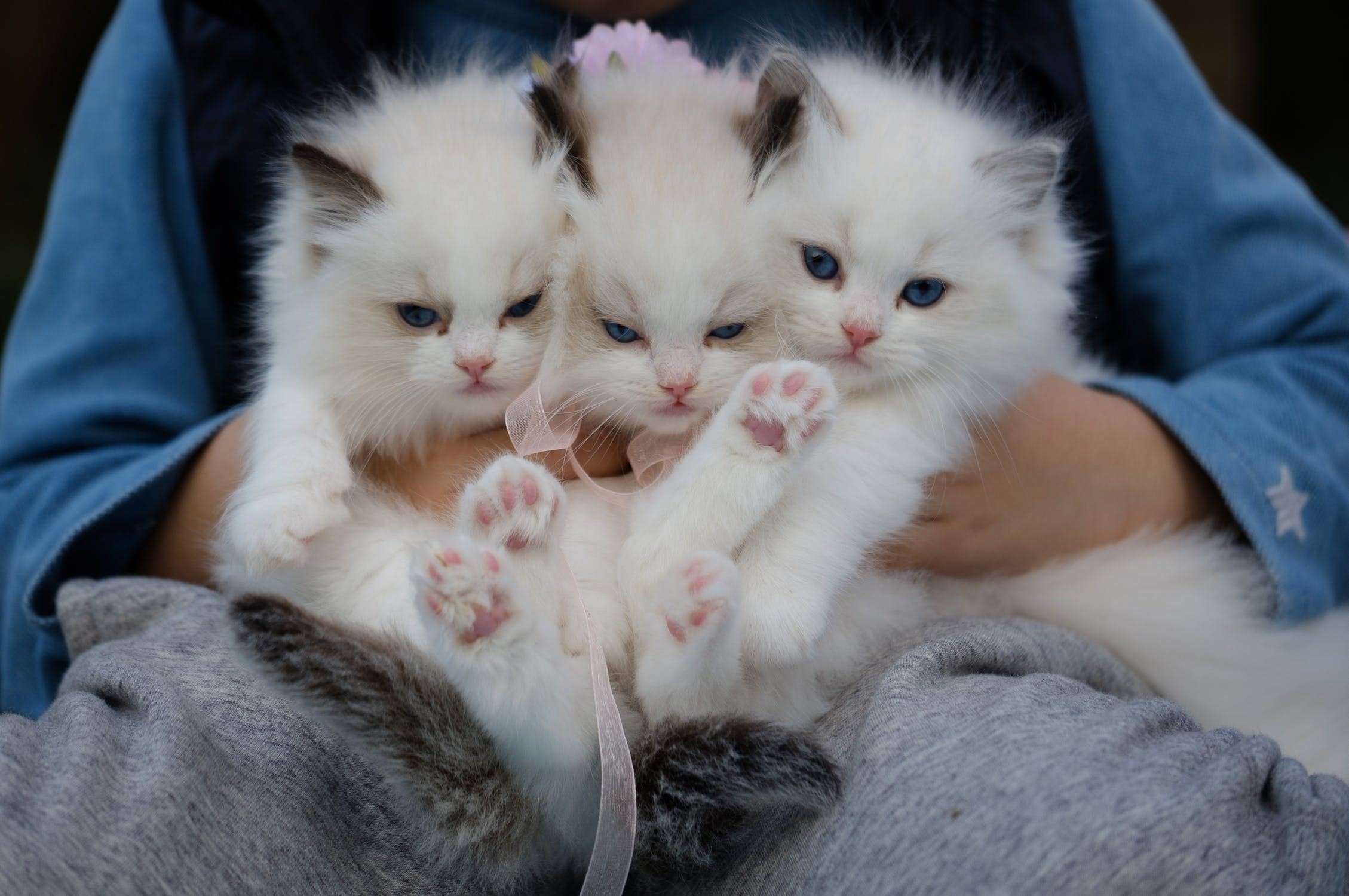 Double Trouble: Pet Cloning Explained