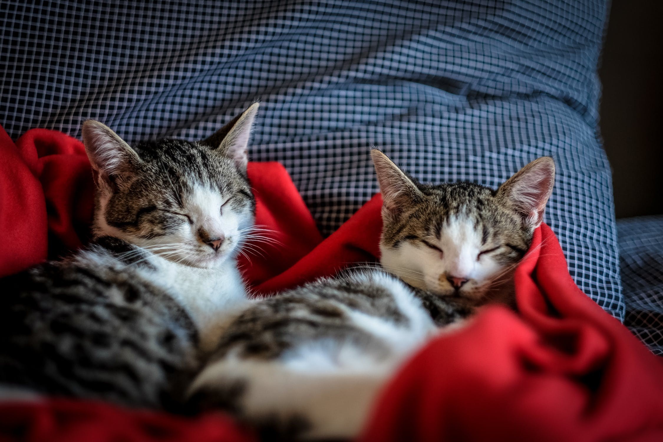 Double Trouble: Pet Cloning Explained