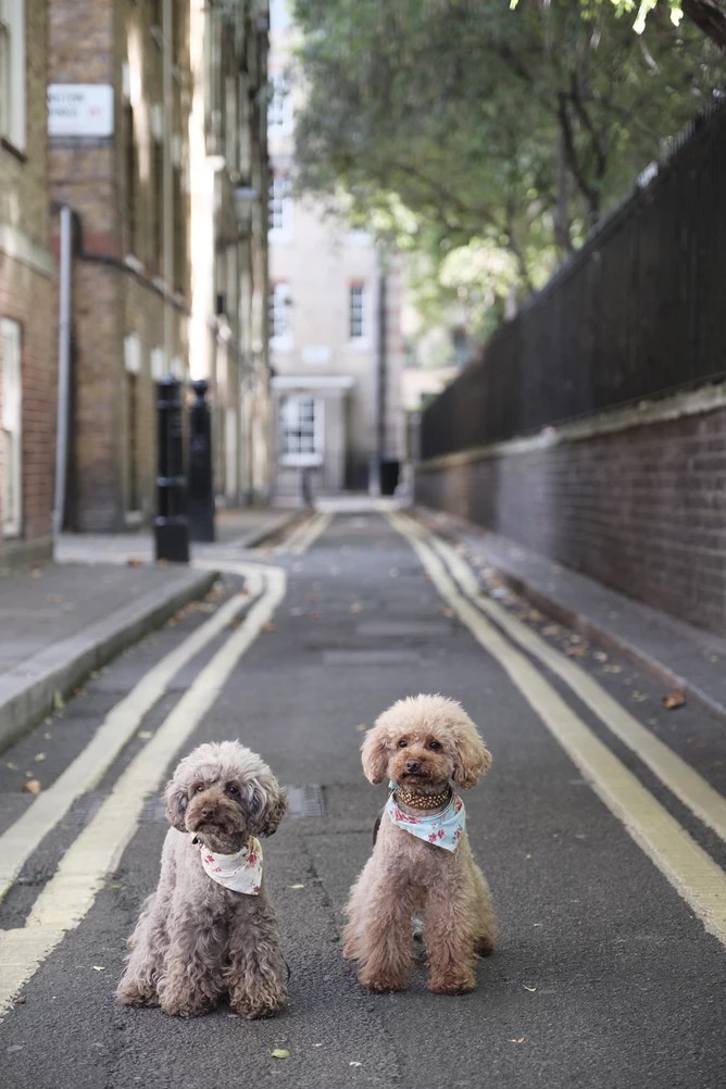 Double Trouble: Pet Cloning Explained
