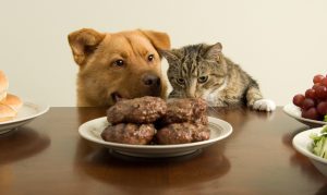 Eating Right: Pet Food Labels Explained