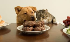 Eating Right: Pet Food Labels Explained