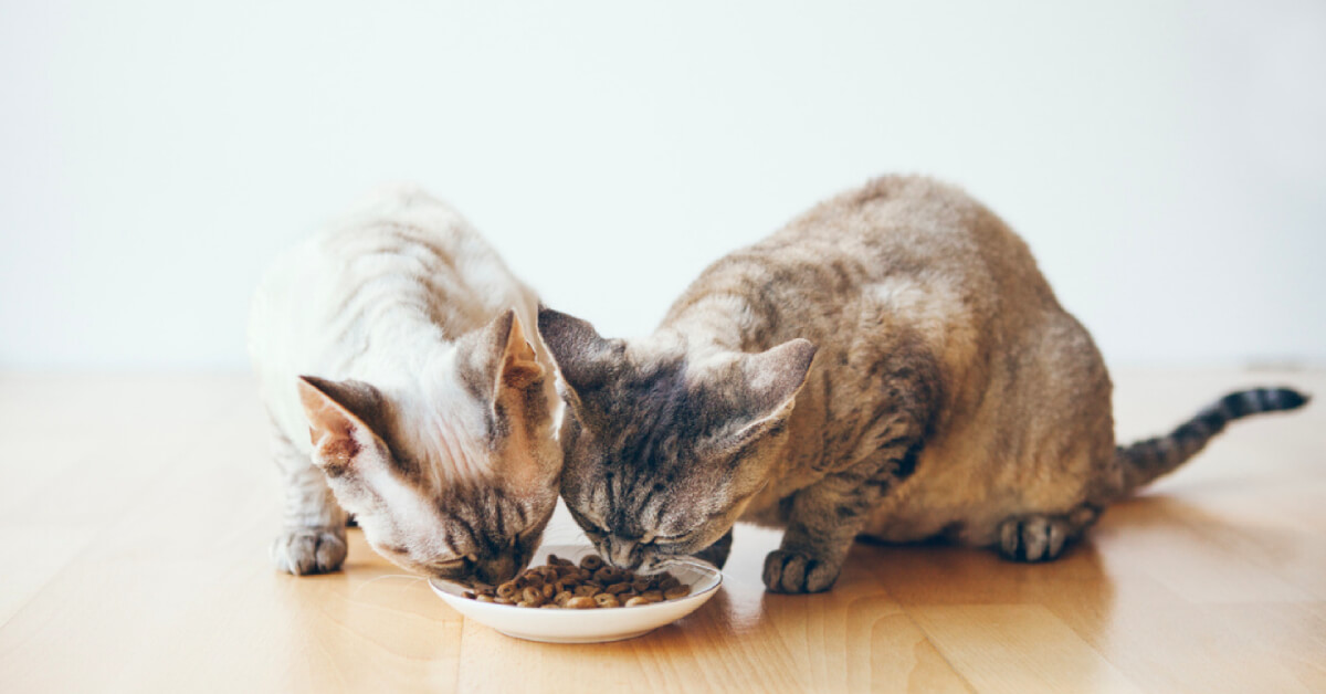Feeding Your Feline: 6 Must-Have and To-Avoid Ingredients to Look Out For