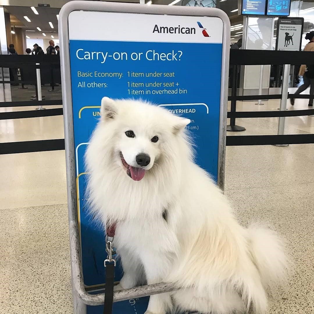 Flying With Pets: What To Know Before You Take Off